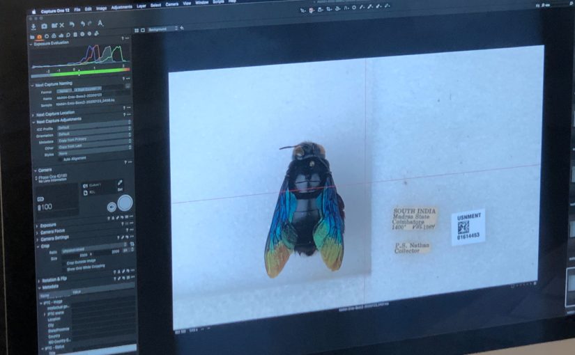 Mass Digitization at the Smithsonian – 30,000 Bees in 32 Days